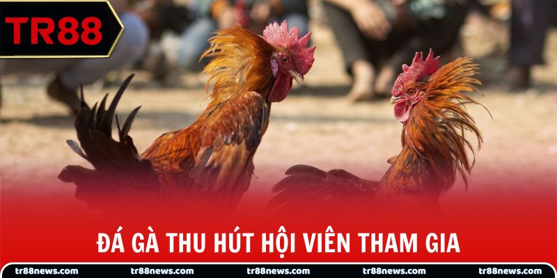 Đá gà thu hút hội viên tham gia